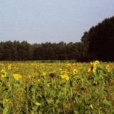 0209F 04 Sonnenblumen Feld
